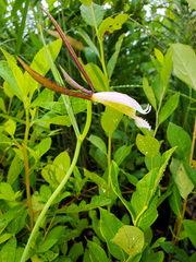 Cleistesiopsis