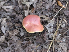 Hortiboletus campestris