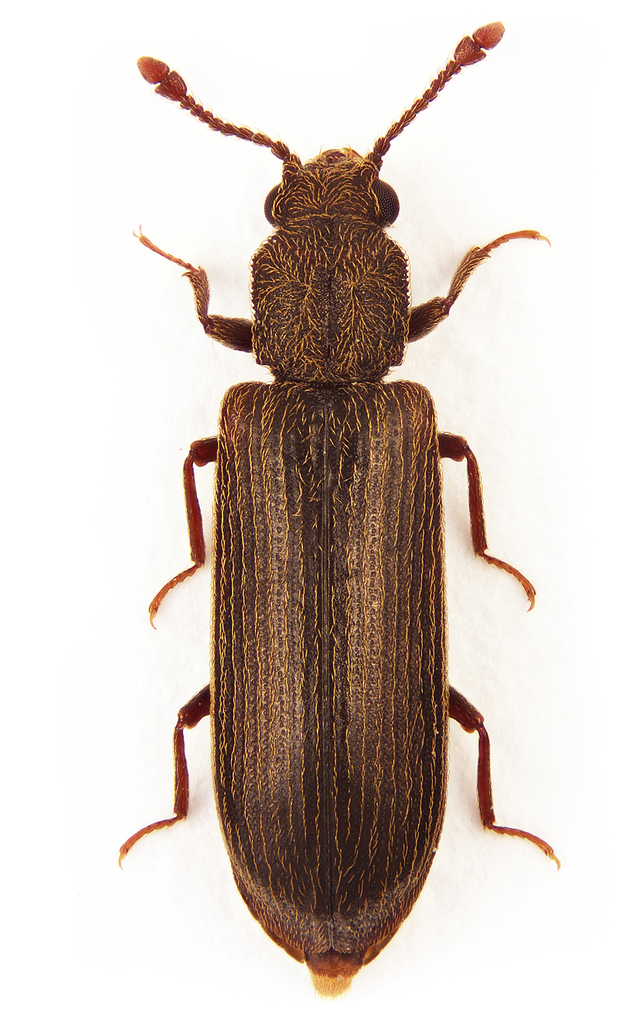 cosmopolitan powderpost beetle