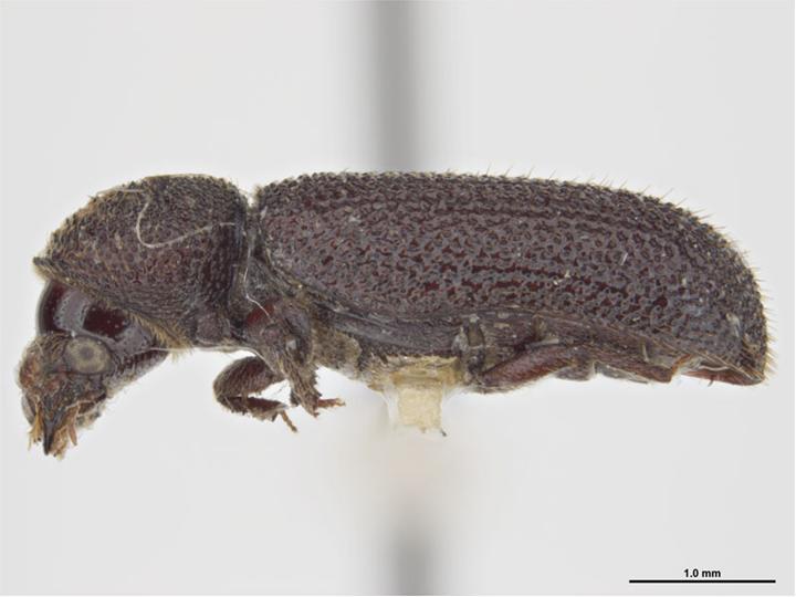 Powder Post Beetle