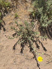 Heterotheca orovillosa