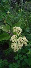 Parthenium tomentosum