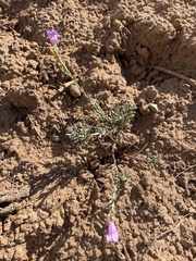 Penstemon linarioides