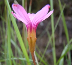 Oxalis polyphylla polyphylla