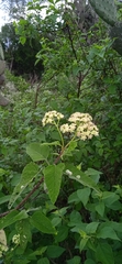 Parthenium tomentosum