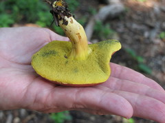 Hortiboletus campestris