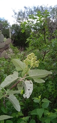 Parthenium tomentosum