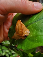 Parthena acutangula