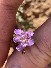 Penstemon linarioides