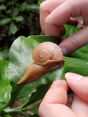 Parthena acutangula