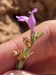 Penstemon linarioides