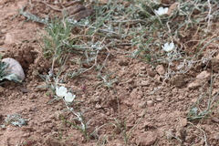Malvella sagittifolia