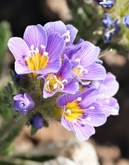 Polemonium elegans