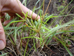 Oxalis polyphylla polyphylla