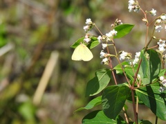 Colias interior