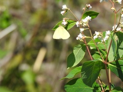 Colias interior