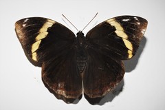 Opsiphanes cassiae