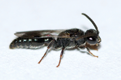 Tiphioidea