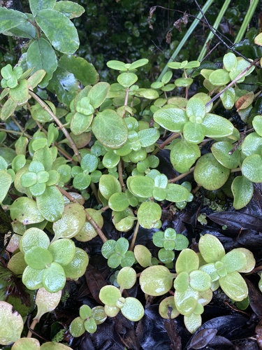 Crassula multicava