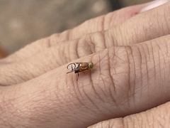 Paraterellia superba