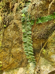 Marcgraviaceae