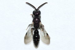 Tiphioidea