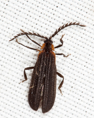 Leptoceletes basalis