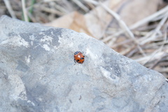 Hippodamia glacialis