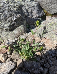 Solidago leiocarpa