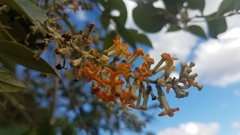 Buddleja madagascariensis