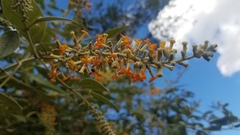 Buddleja madagascariensis