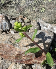 Solidago leiocarpa