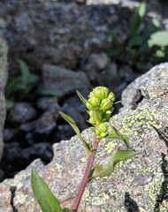 Solidago leiocarpa