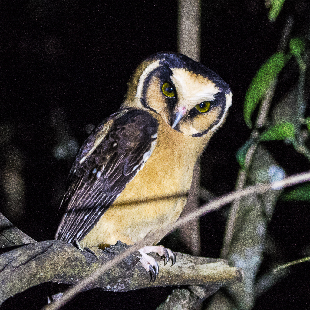 Buff-fronted Owl