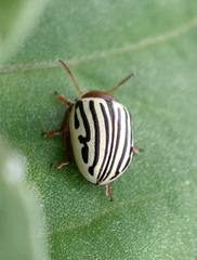 Zygogramma exclamationis