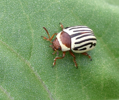 Zygogramma exclamationis