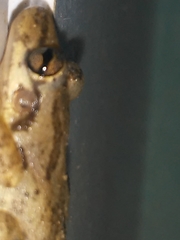 Scinax x-signatus