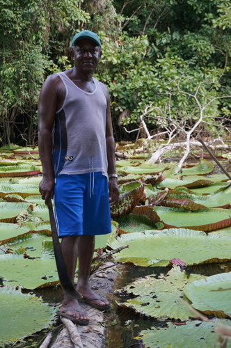 Victoria amazonica