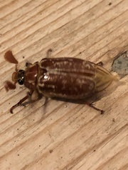 Polyphylla variolosa