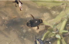Thermonectus nigrofasciatus