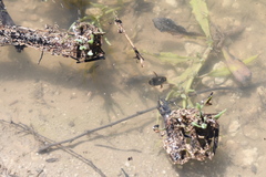 Thermonectus nigrofasciatus