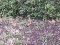 Sylvilagus floridanus