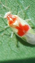 Tropidosteptes brooksi