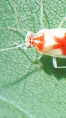 Tropidosteptes brooksi