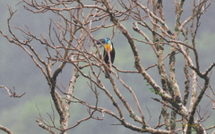 Ramphastos vitellinus