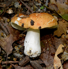 Russula pectinatoides