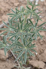 Lupinus leucophyllus