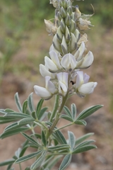 Lupinus leucophyllus