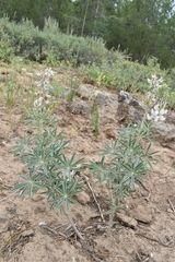 Lupinus leucophyllus