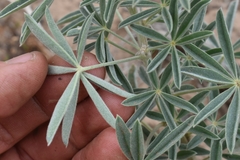 Lupinus leucophyllus